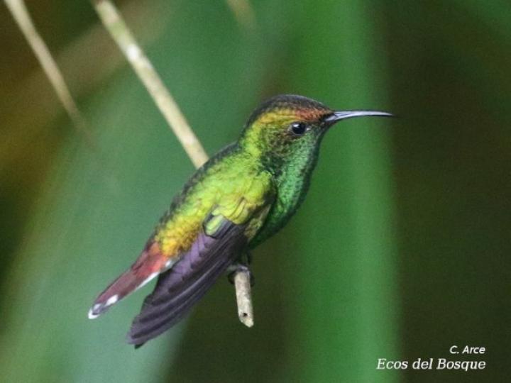 Elvira cupreiceps
