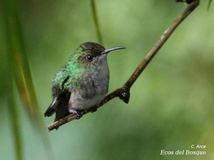 Elvira cupreiceps