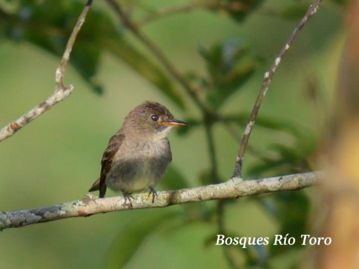 Empidonax minimus
