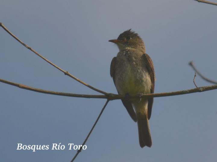 Empidonax minimus