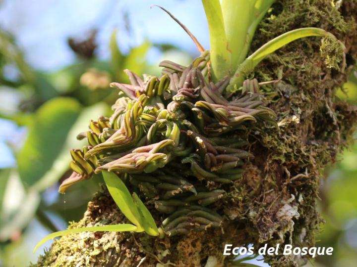 Epidendrum congestoides