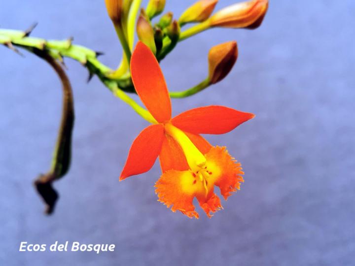 Epidendrum radicans