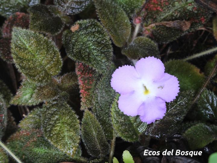 Episcia Lilacina