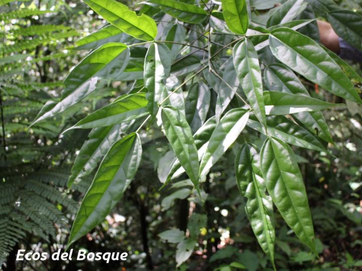 Erythrina cochleata