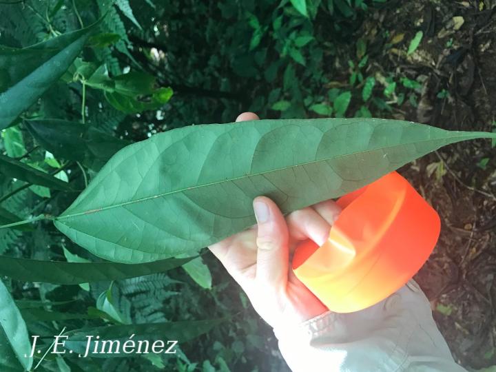 Erythrina cochleata