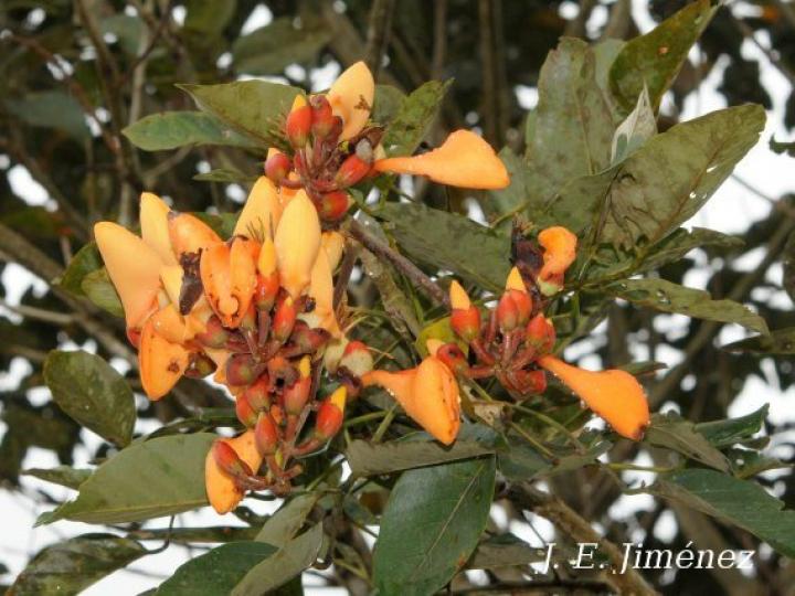 Erythrina fusca (Elequeme, Poró)