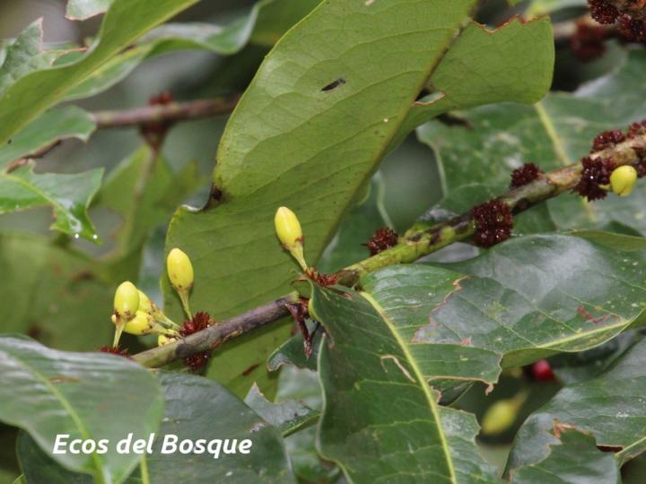 Erythroxylum macrophyllum