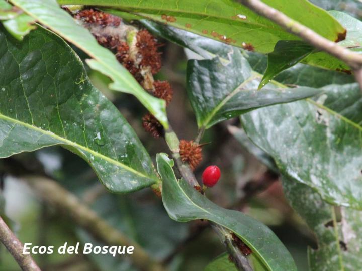 Erythroxylum macrophyllum