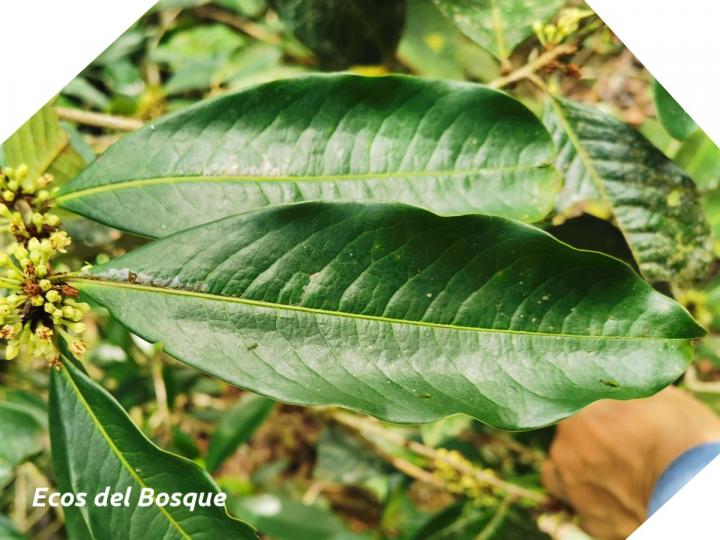 Erythroxylum macrophyllum