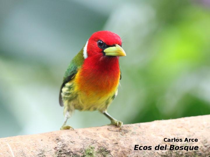 Eubucco bourcierii (Ruano) Eubucco bourcierii (Ruano)