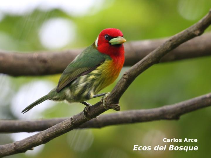 Eubucco bourcierii (Ruano) Eubucco bourcierii (Ruano)