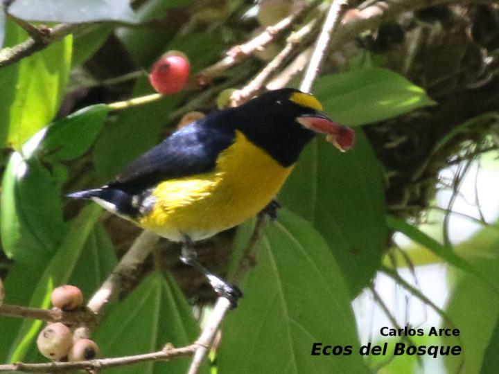Euphonia minuta