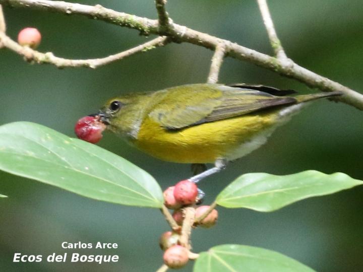 Euphonia minuta