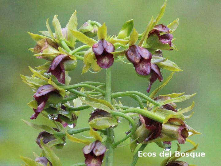 Eulophia alta