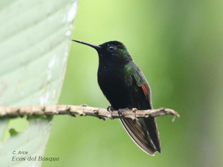 Eupherusa nigriventris