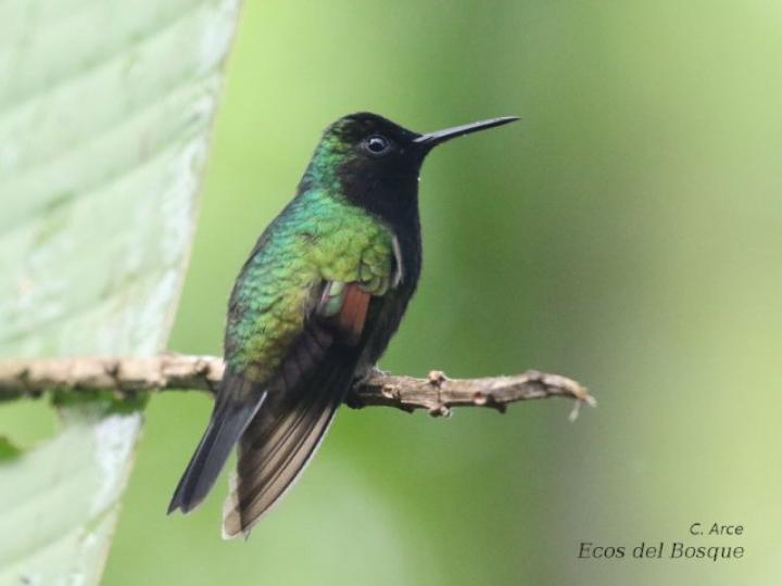 Eupherusa nigriventris