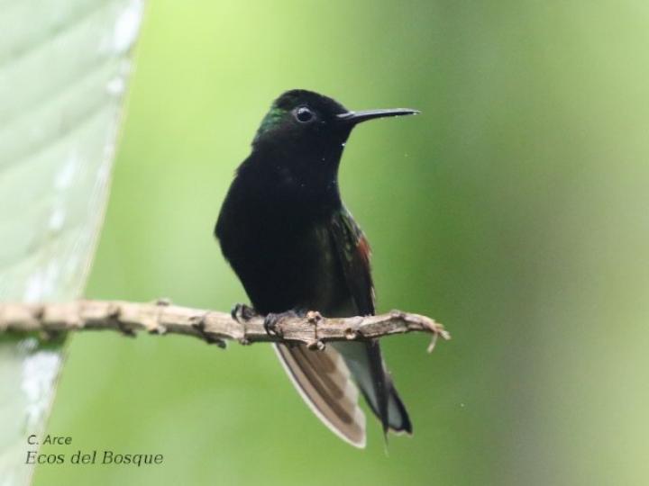 Eupherusa nigriventris