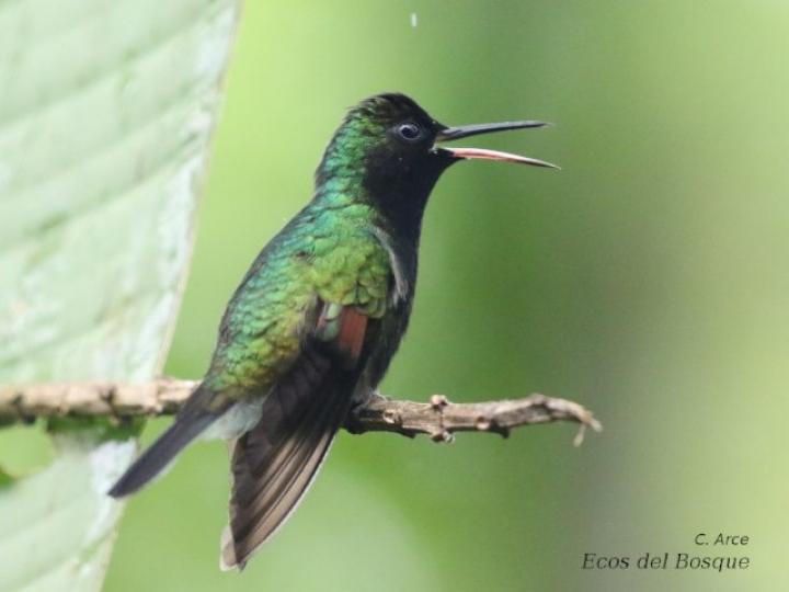 Eupherusa nigriventris