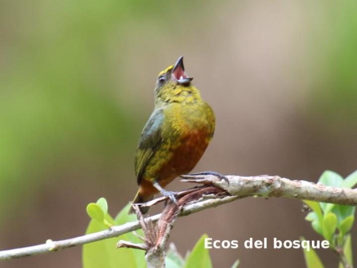 Euphonia gouldi
