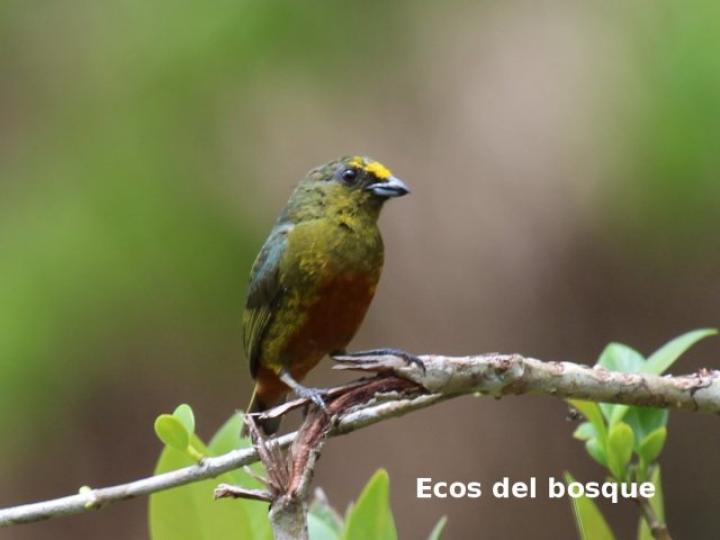 Euphonia gouldi
