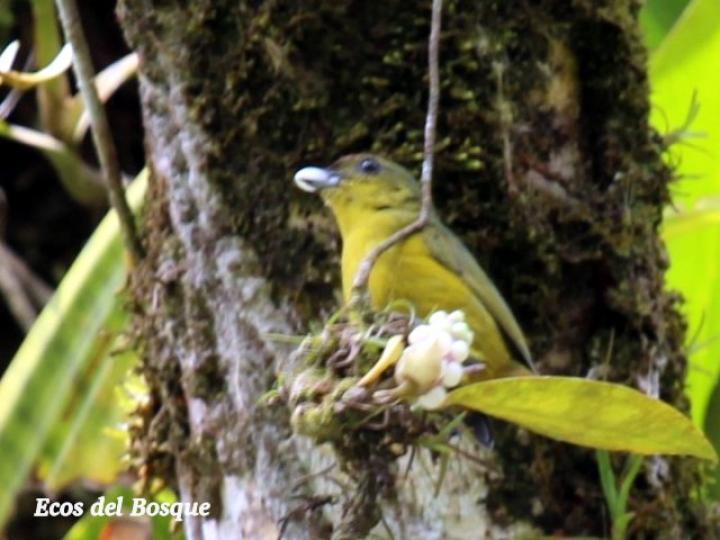Euphonia gouldi
