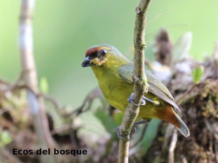 Euphonia gouldi