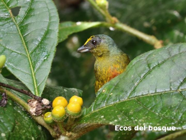 Euphonia gouldi