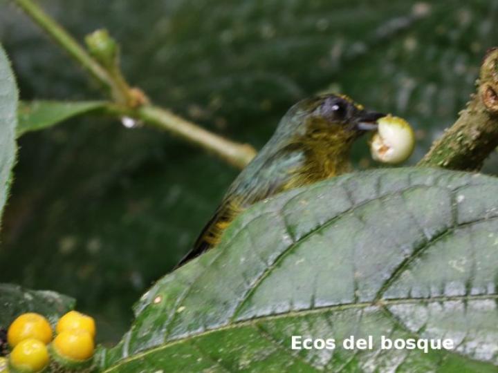 Euphonia gouldi