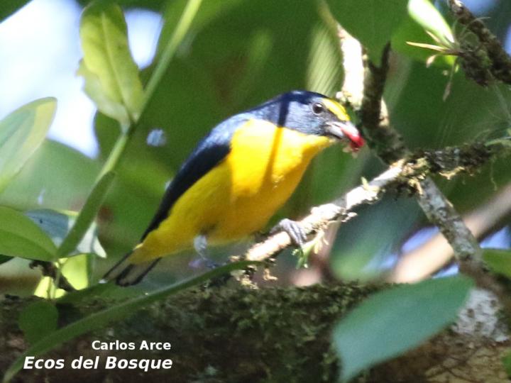 Euphonia hirundinacea Ecos del Bosque