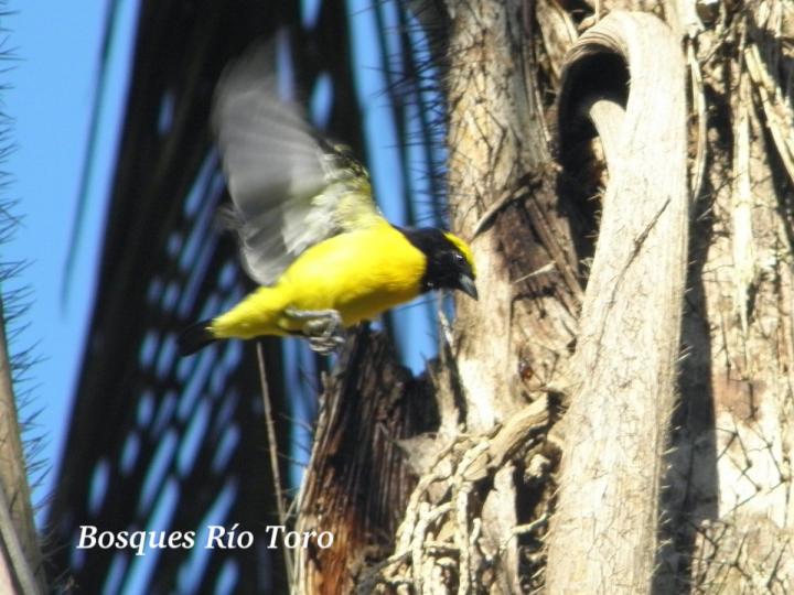 Euphonia luteicapilla