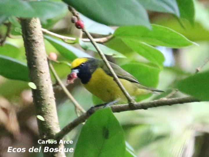 Euphonia luteicapilla