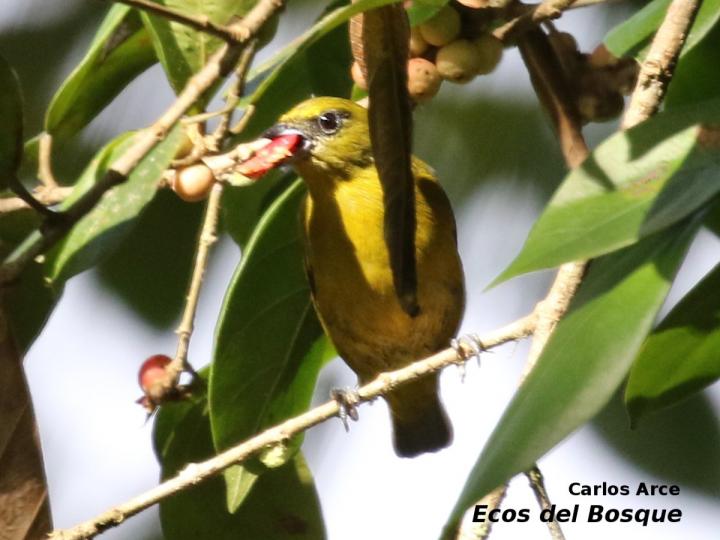 Euphonia luteicapilla