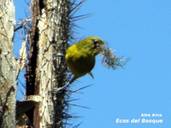 Euphonia luteicapilla