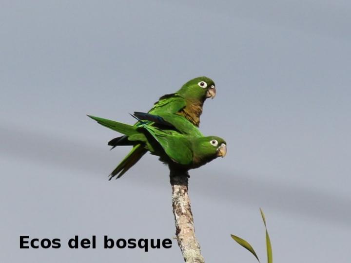 Eupsittula nana