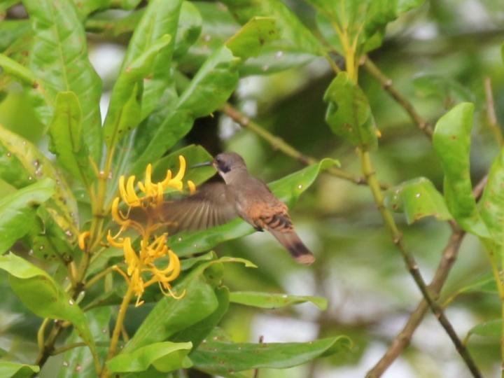 Colibri delphinae