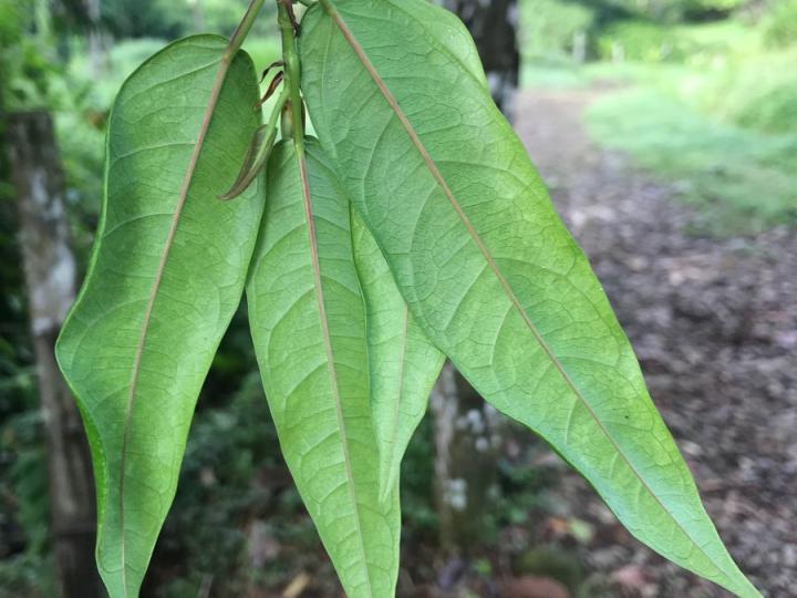 Ficus donnell-smithii