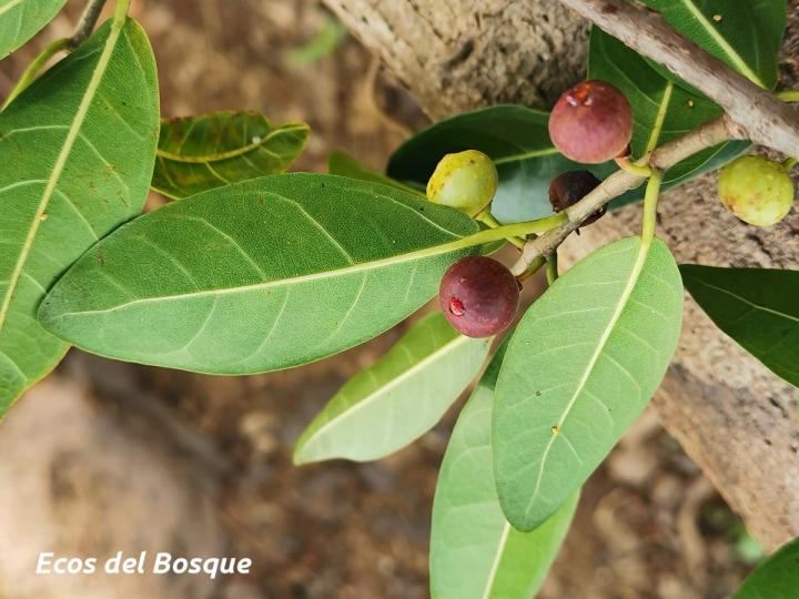Ficus donnell-smithii