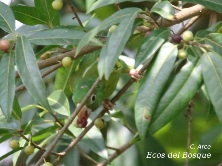 Ficus donnell-smithii