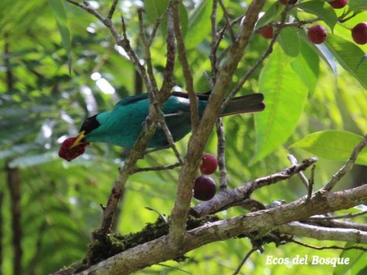 Ficus pertusa Ficus pertusa