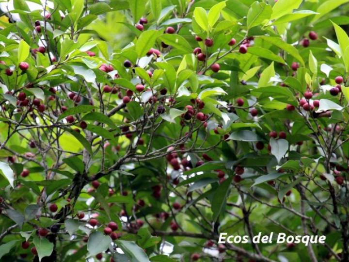 Ficus pertusa Ficus pertusa