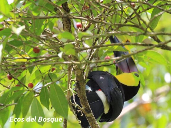 Ficus pertusa Ficus pertusa