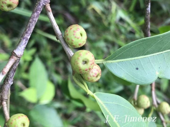 Ficus pertusa Ficus pertusa