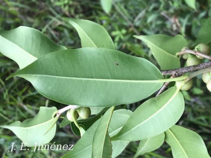 Ficus pertusa Ficus pertusa