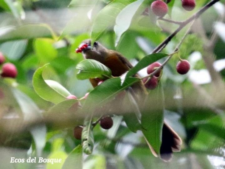 Ficus pertusa Ficus pertusa
