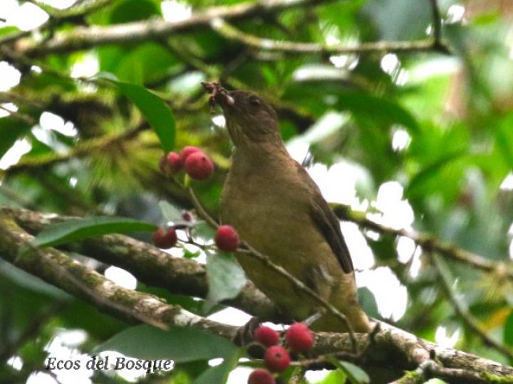 Ficus pertusa Ficus pertusa