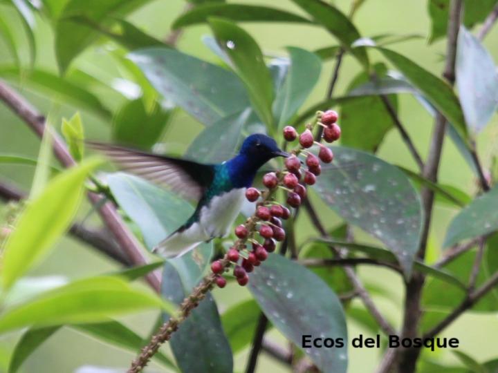 Sarcopera sessiliflora