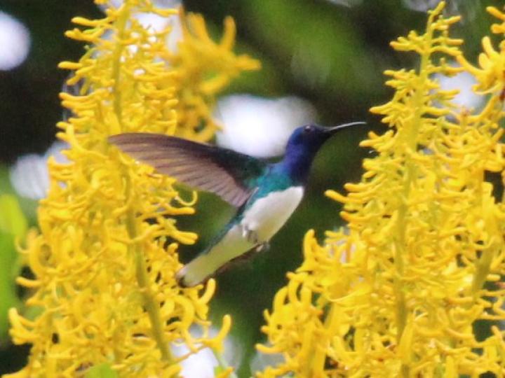Florisuga mellivora Ecos del Bosque