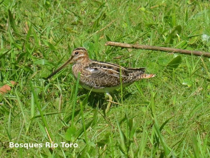 Gallinago delicata