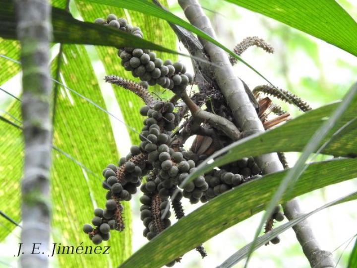 Geonoma congesta (Caña de danta)