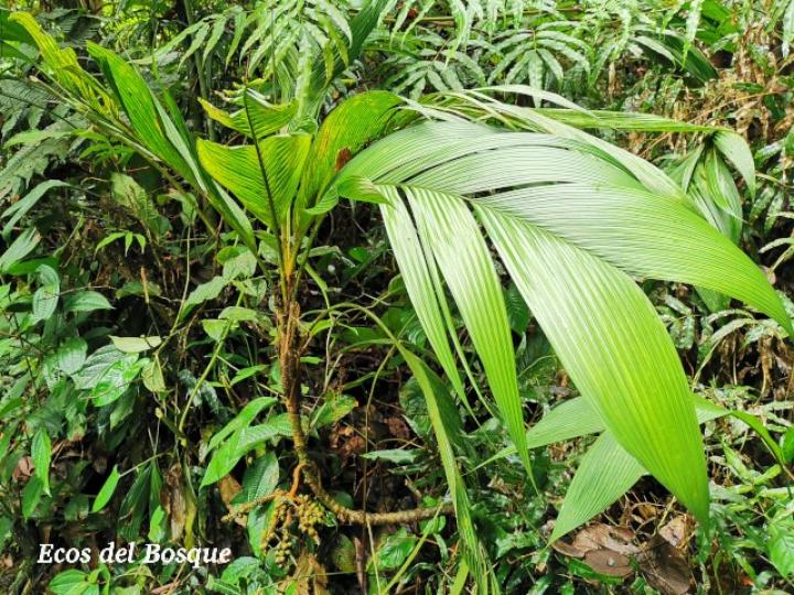 Geonoma congesta (Caña de danta)